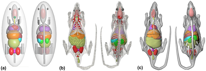 Historical development and overview of computational animal models ...