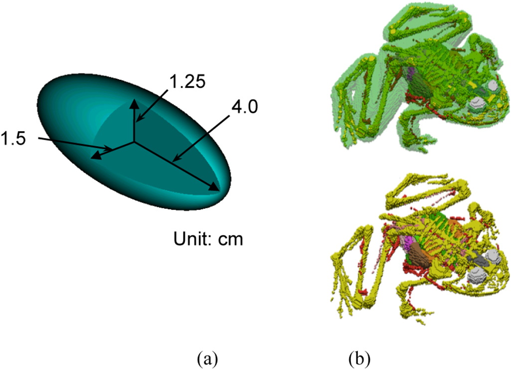 Overview of computational frog models - Book chapter - IOPscience