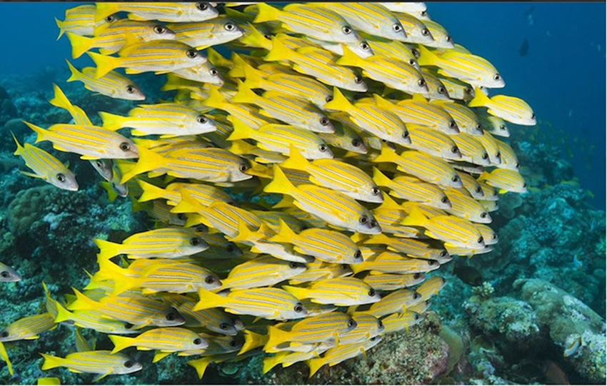 Fish Particles System of particles - Book chapter - IOPscience