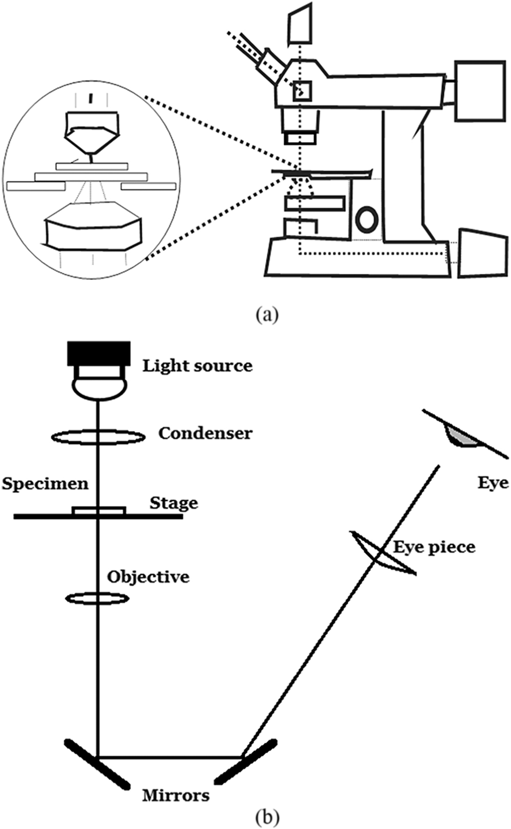 Normal Cell In Inverted Microscope Characterization of cultured cells - Book chapter - IOPscience