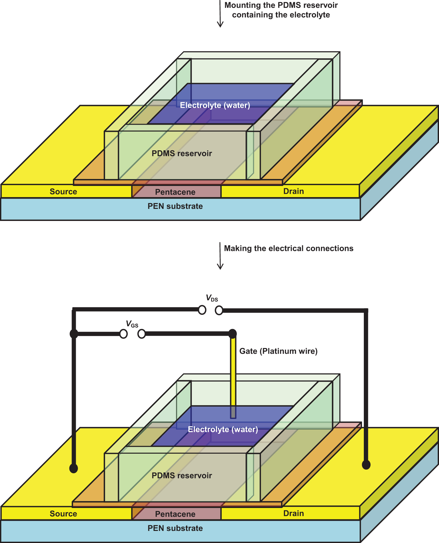 Electrolyte-gated organic FET (EGOFET) and organic electrochemical FET ...