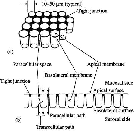 Homeostasis and transport in epithelial cells - Book chapter - IOPscience
