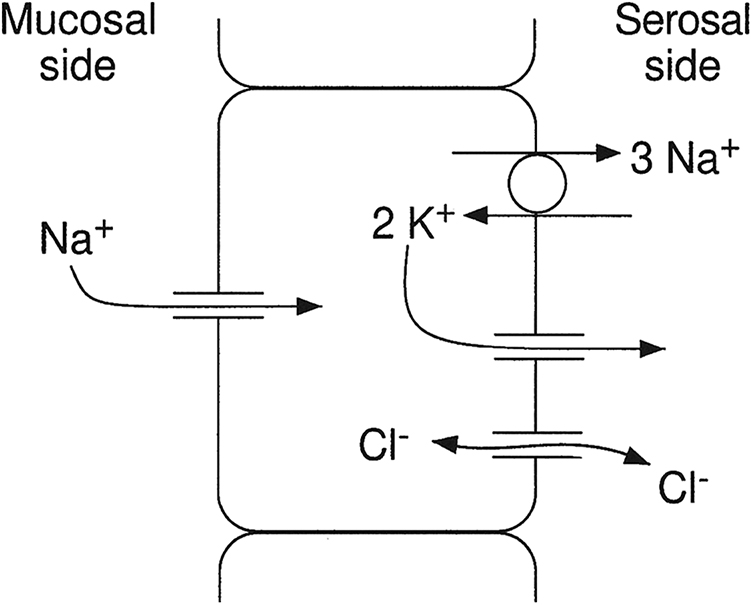 Homeostasis and transport in epithelial cells - Book chapter - IOPscience