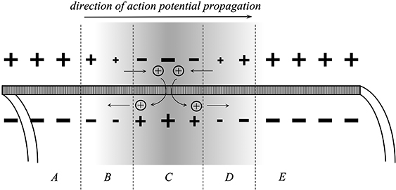 Action Potential Propagation Diagram