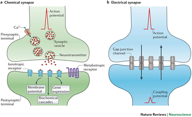 Synaptic transmission - Book chapter - IOPscience
