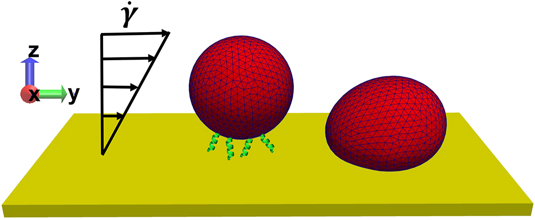 Adhesion behavior of a single cell on the endothelial wall - Book ...