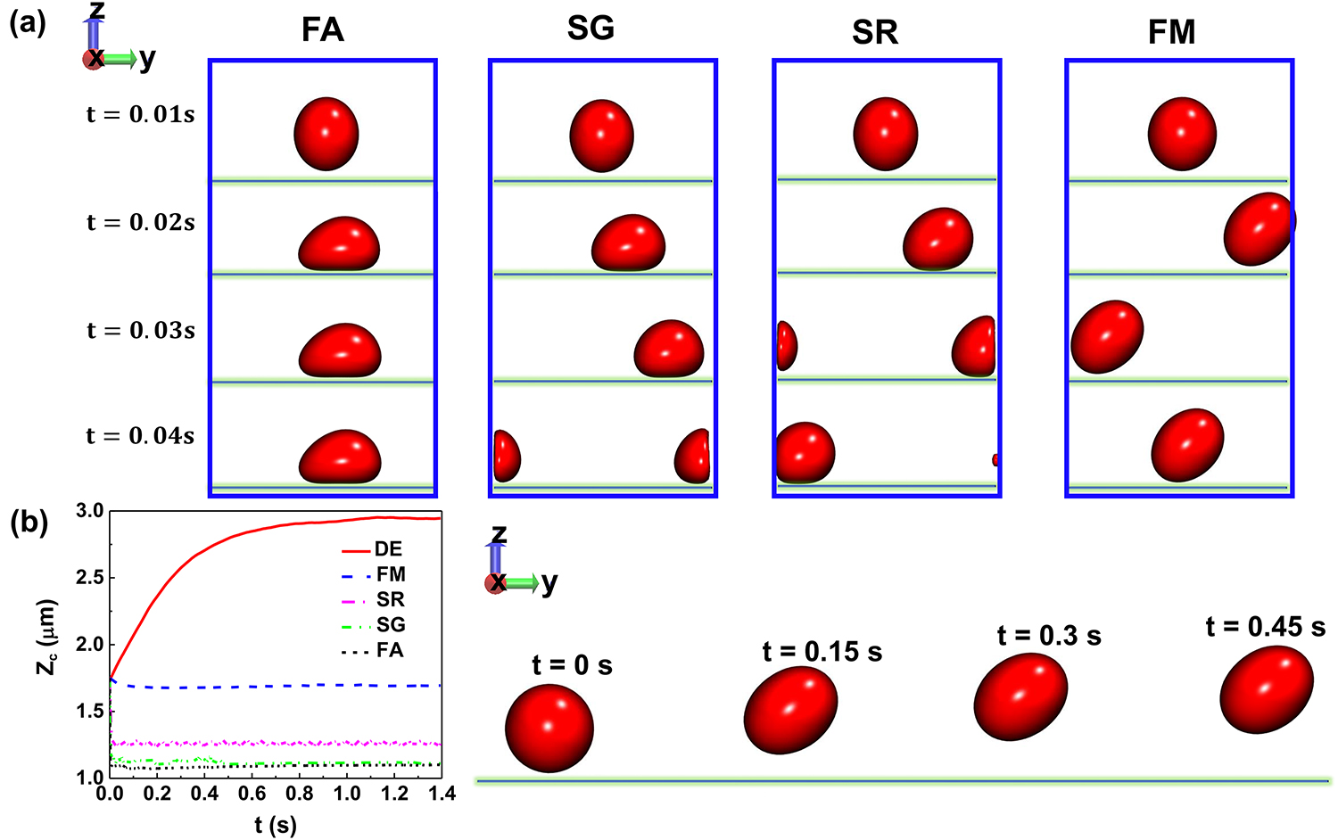 Adhesion behavior of a single cell on the endothelial wall - Book ...