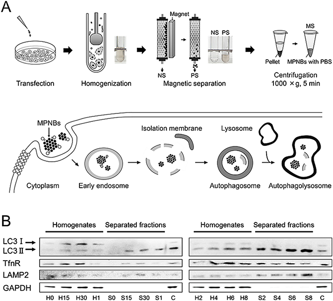 Magnetic separation of organelles using magnetic beads - Book chapter ...