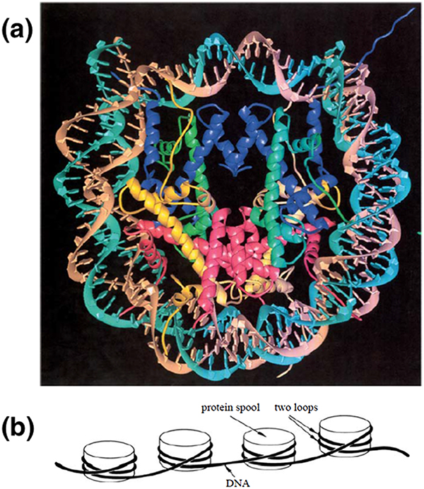 Dna Wrapping The Physics of DNA and Chromosomes - Book chapter - IOPscience