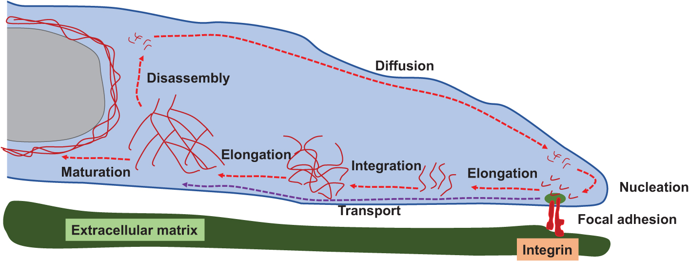Intermediate filaments and nuclear deformability during matrix invasion ...