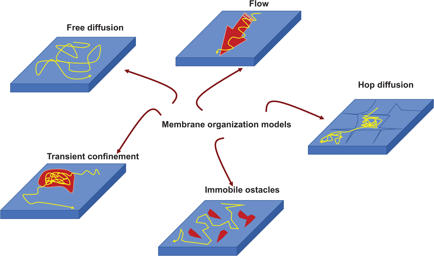Cell surface tension, the mobility of cell surface receptors and their ...