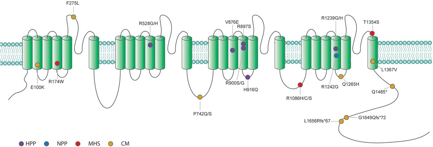 Voltage-gated calcium channelopathies - Book chapter - IOPscience