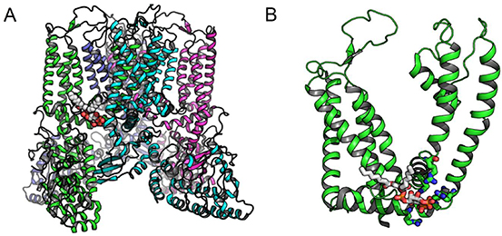 Structure and function of TRP channels - Book chapter - IOPscience