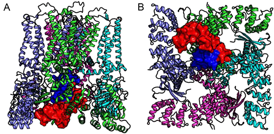 Structure and function of TRP channels - Book chapter - IOPscience