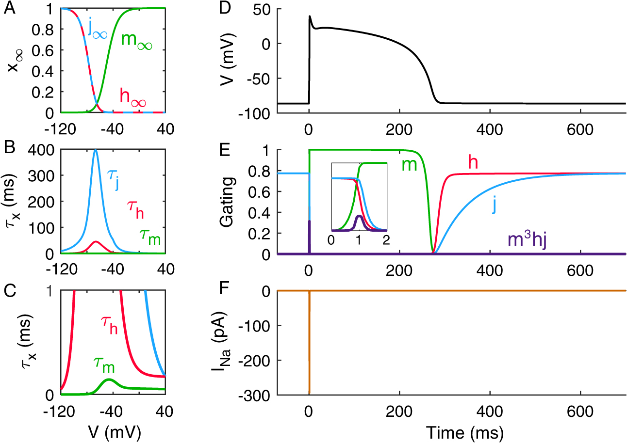 Quantitative description of cardiac action potentials - Book chapter ...