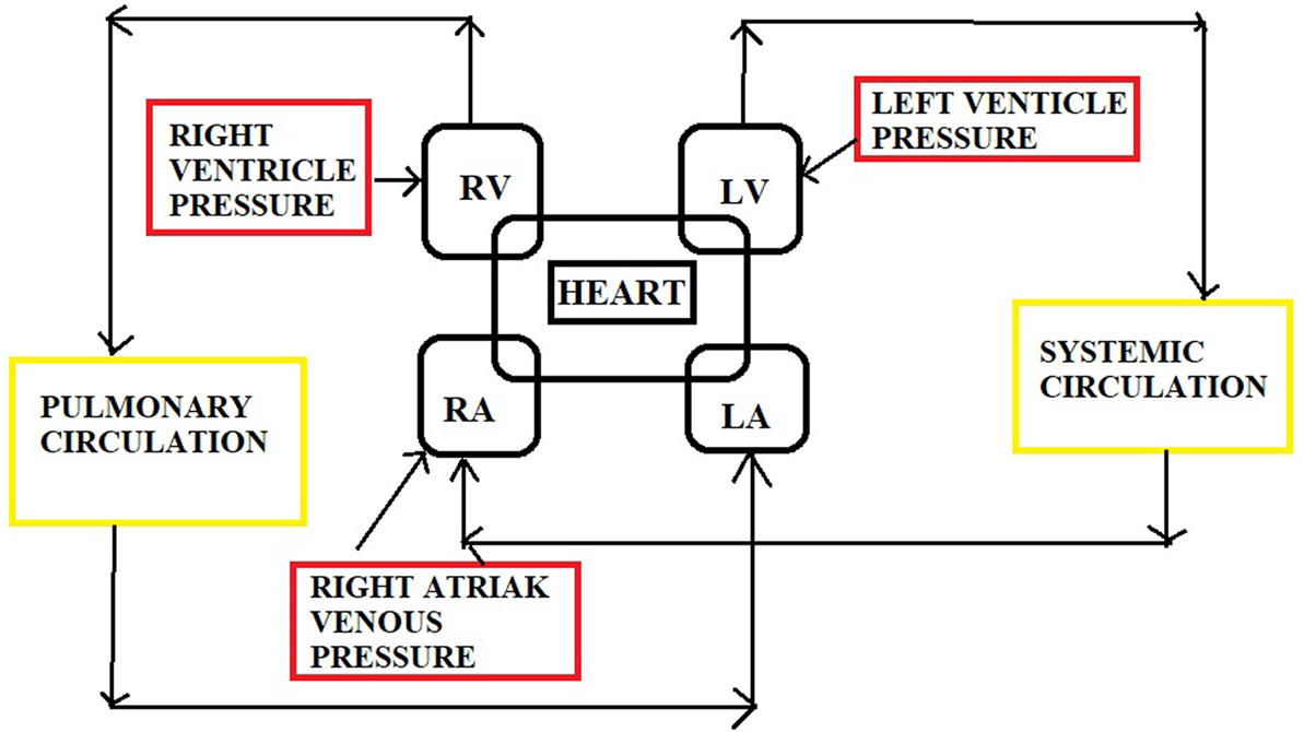 Circulator L Rotation Control aspects of the circulatory system - Book chapter - IOPscience