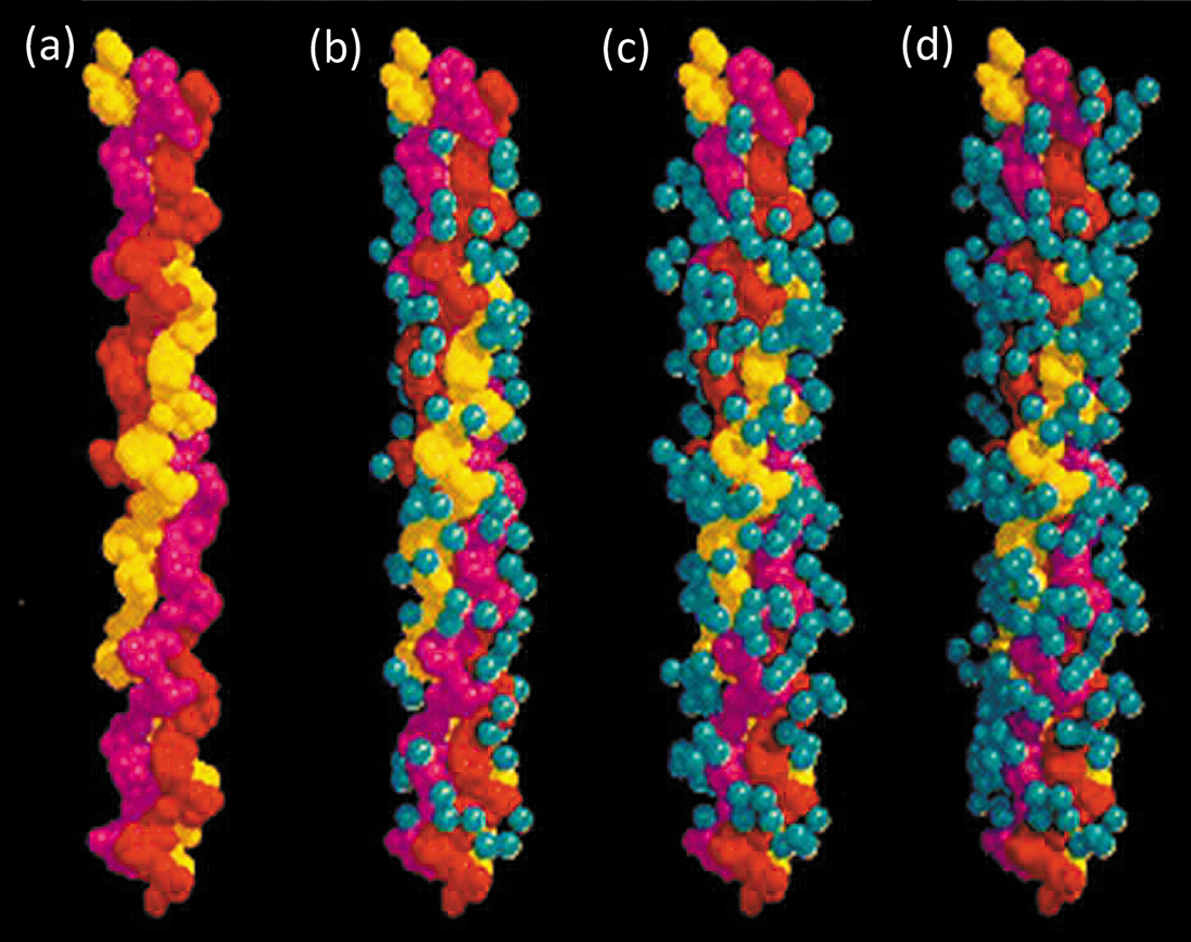 The structure of collagen - Book chapter - IOPscience