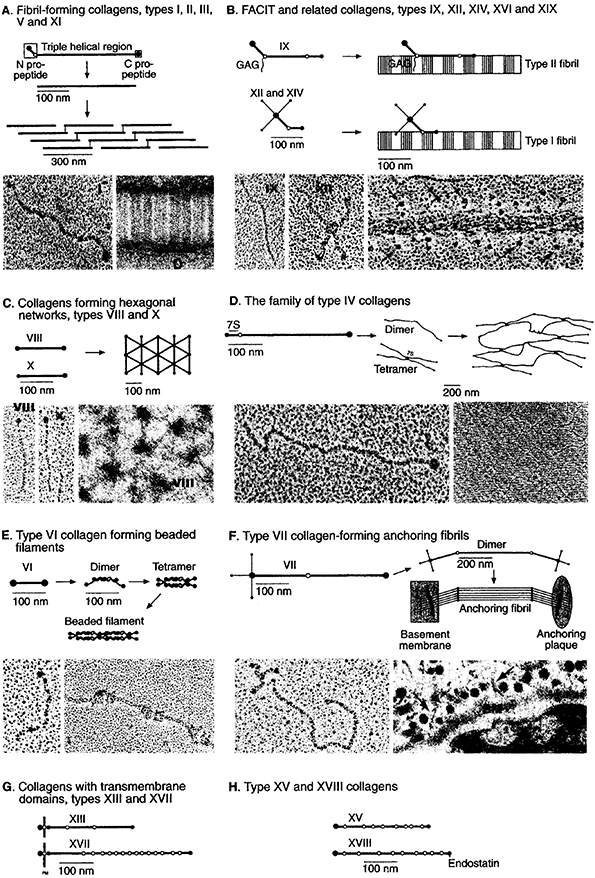 The structure of collagen - Book chapter - IOPscience