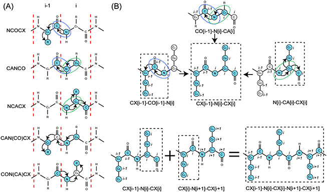 Solid-state NMR methods for investigations of membrane protein ...