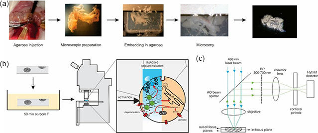 Calcium imaging - Book chapter - IOPscience