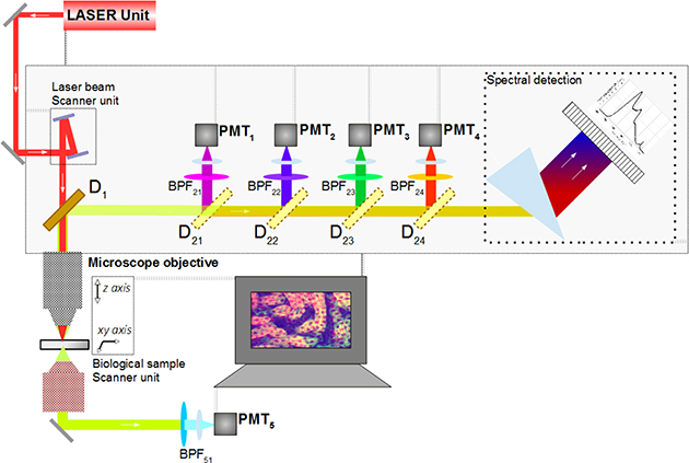 Multiphoton microscopy - Book chapter - IOPscience