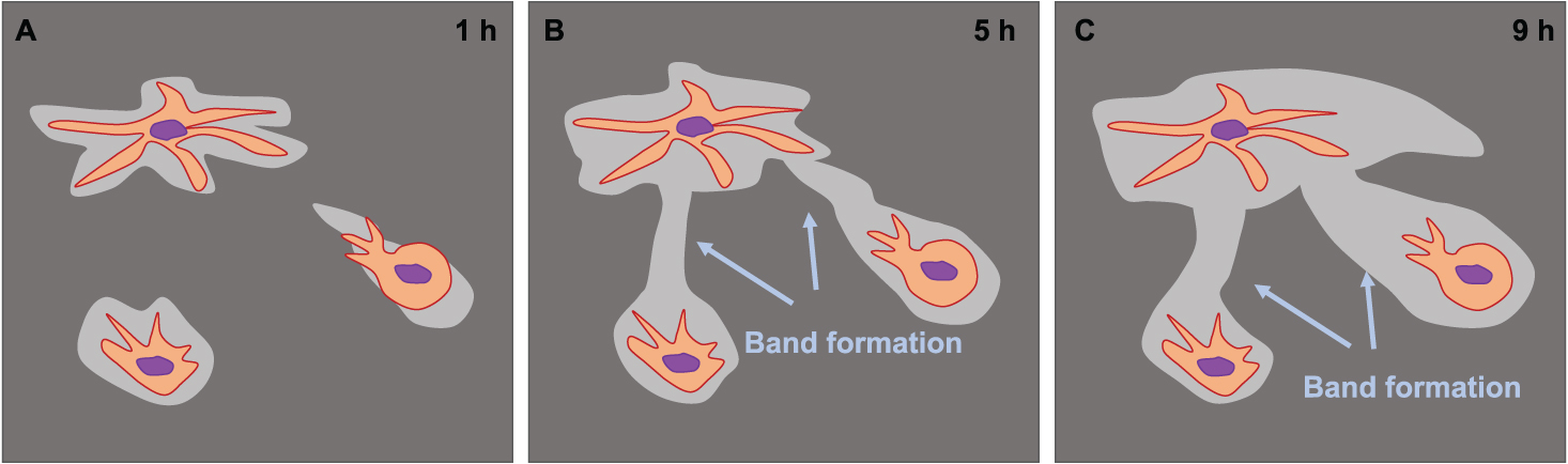 Traction force microscopy - Book chapter - IOPscience