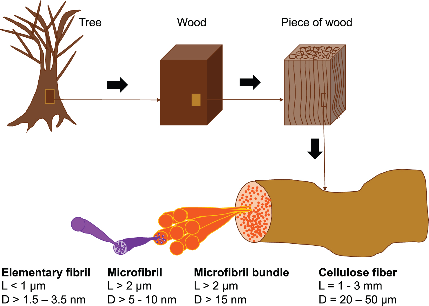 MSC 001-α CD Natural and Synthetic Flavylium-Based Dyes: The Chemistry