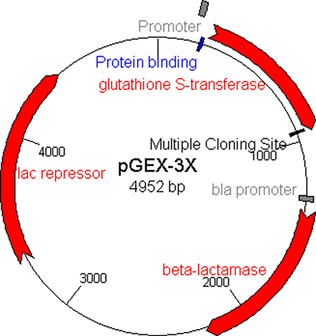 health benefits of glutathione scientific evidence Therapeutic effects of reduced glutathione on liver function, fibrosis, and  HBV DNA clearance in chronic hepatitis B patients | BMC Gastroenterology