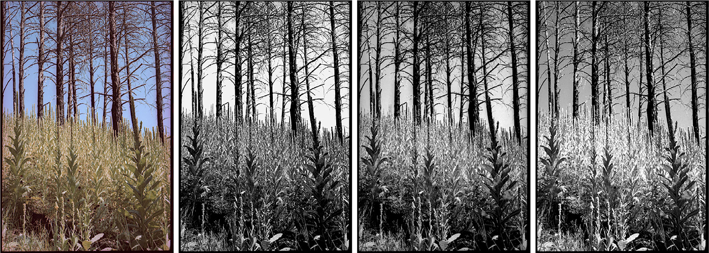 Natural Filter Shape Filters - Book chapter - IOPscience