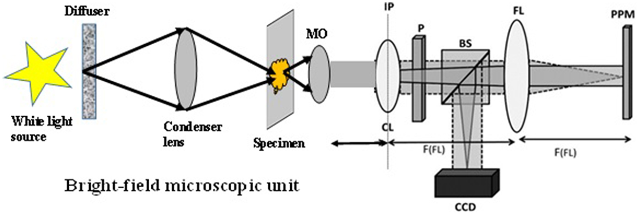 Partially spatially coherent common-path quantitative phase microscopy ...