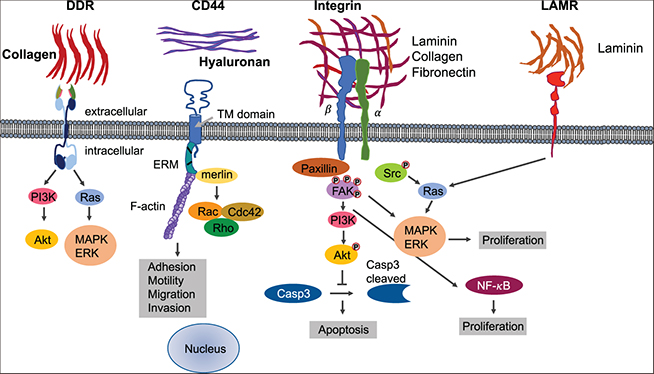 Mechanosensing and the mechanotransduction of cells - Book chapter ...