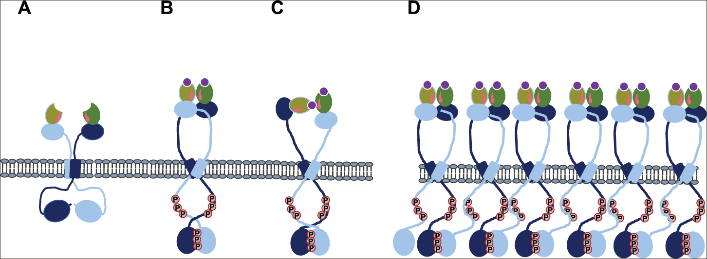 Mechanosensing and the mechanotransduction of cells - Book chapter ...