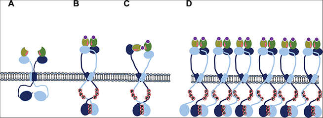 Mechanosensing and the mechanotransduction of cells - Book chapter ...
