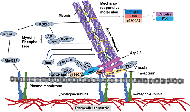 Mechanosensing and the mechanotransduction of cells - Book chapter ...