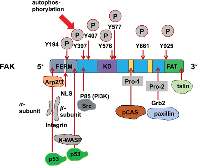Mechanosensing and the mechanotransduction of cells - Book chapter ...