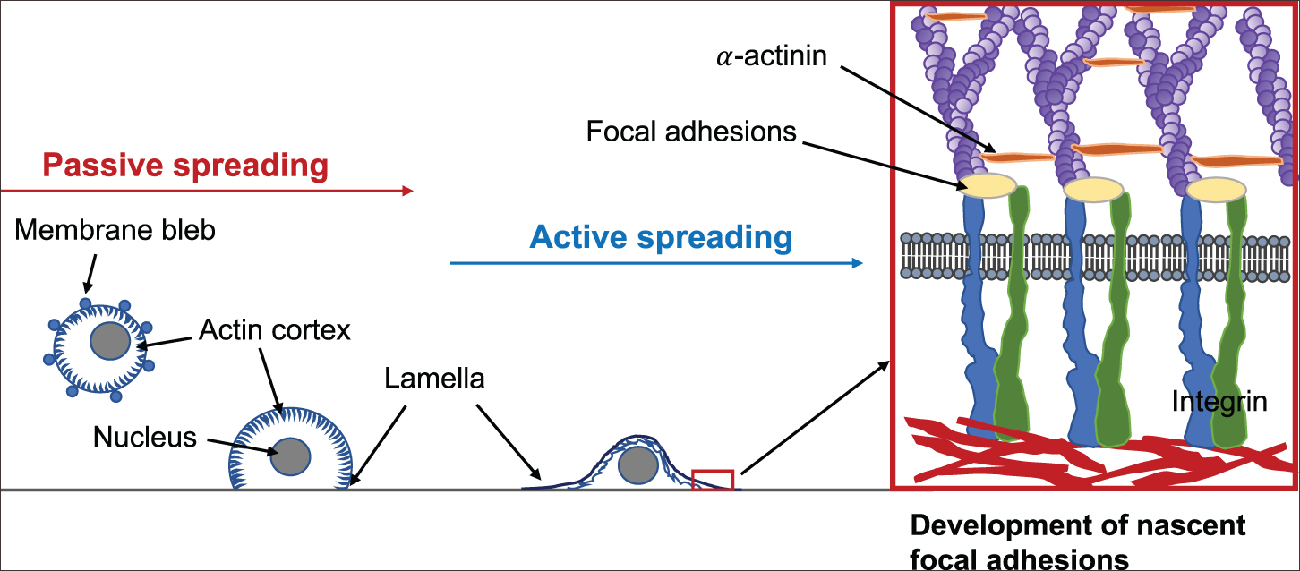 Mechanosensing and the mechanotransduction of cells - Book chapter ...