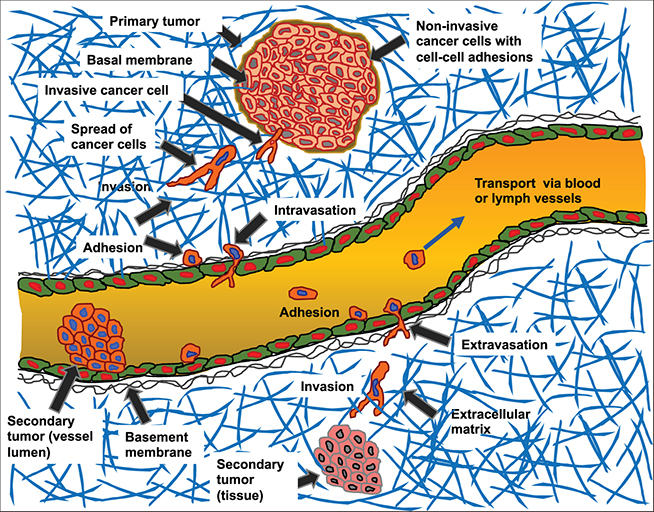 Mechanosensing and the mechanotransduction of cells - Book chapter ...