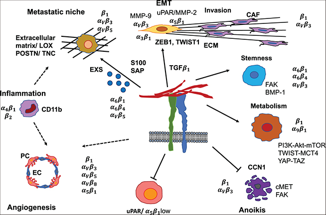 Mechanosensing and the mechanotransduction of cells - Book chapter ...