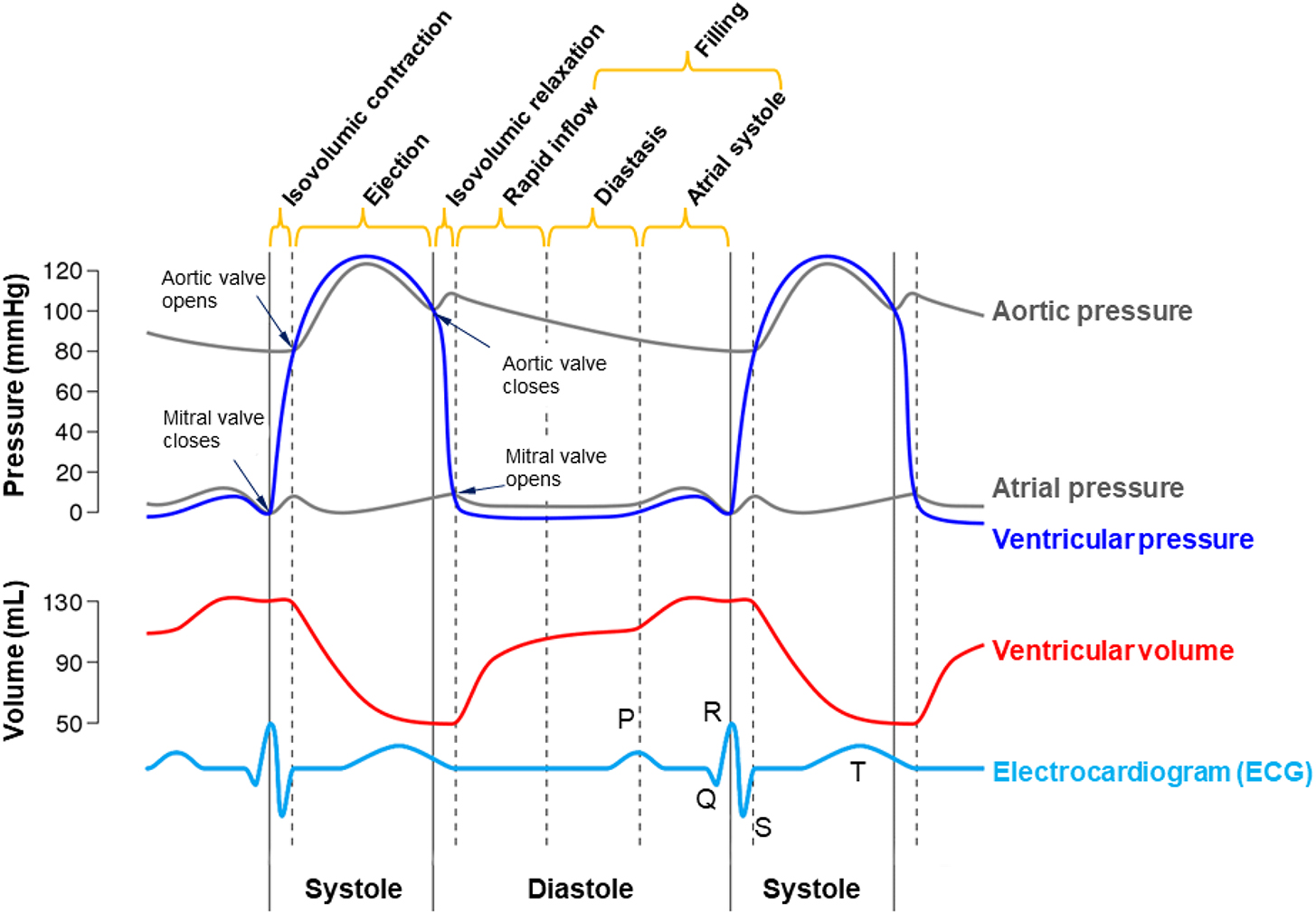 Cardiovascular system - Book chapter - IOPscience