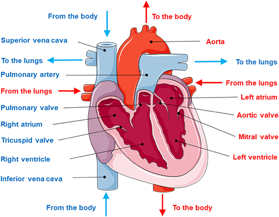 Cardiovascular system - Book chapter - IOPscience