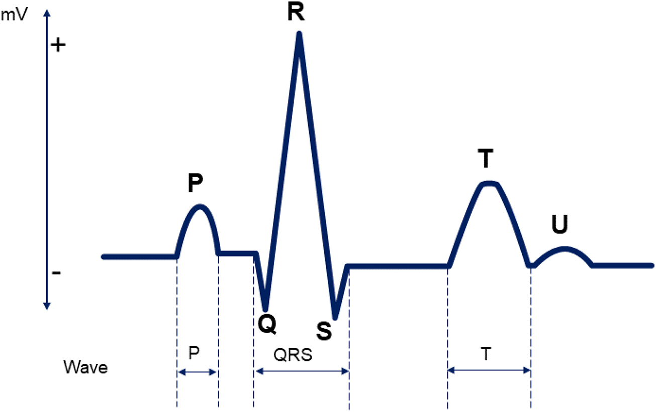 Cardiovascular system - Book chapter - IOPscience