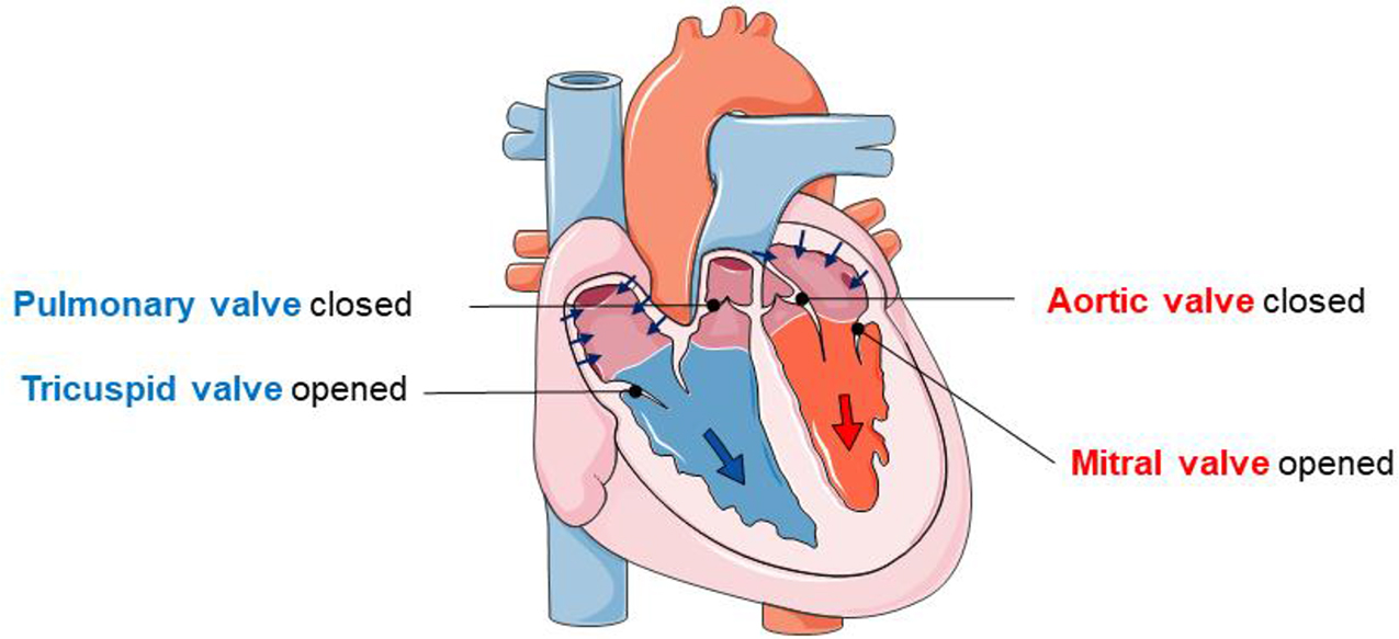 Cardiovascular system - Book chapter - IOPscience