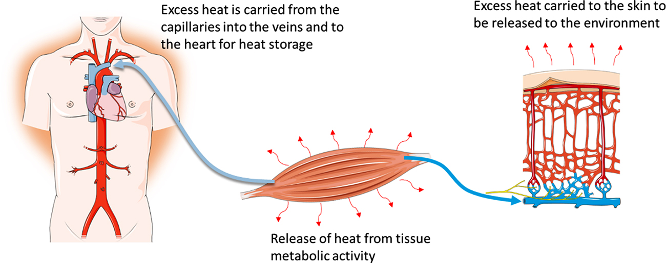 Heat transfer in biological tissues - Book chapter - IOPscience