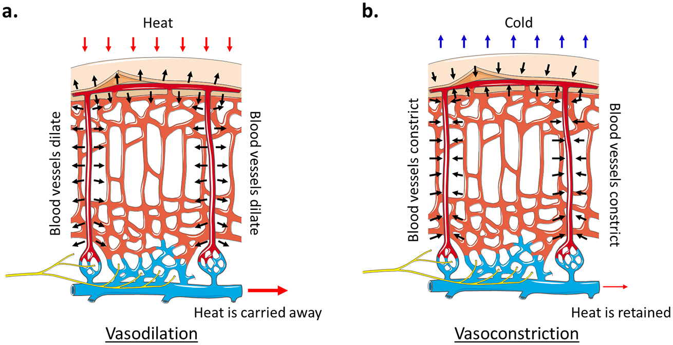 Heat transfer in biological tissues - Book chapter - IOPscience