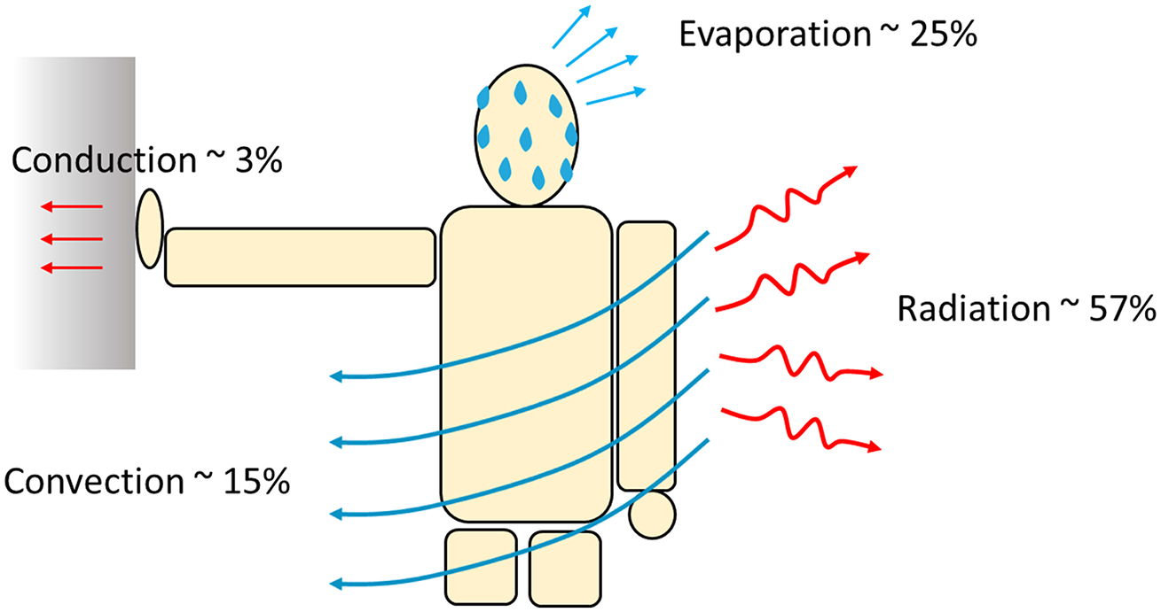 Heat transfer in biological tissues - Book chapter - IOPscience