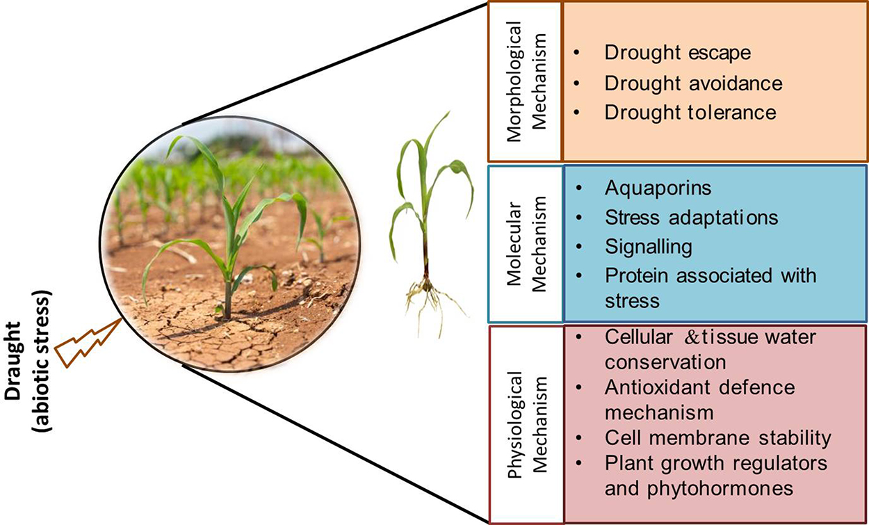 Mechanistic insight into understanding drought stress response in ...