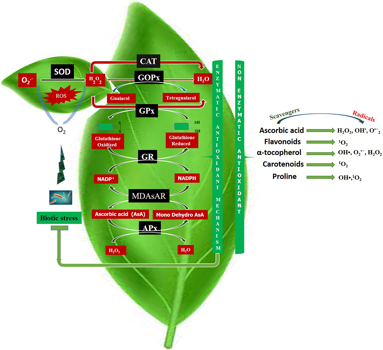 The role of antioxidant system vis-à-vis reactive oxygen species with ...