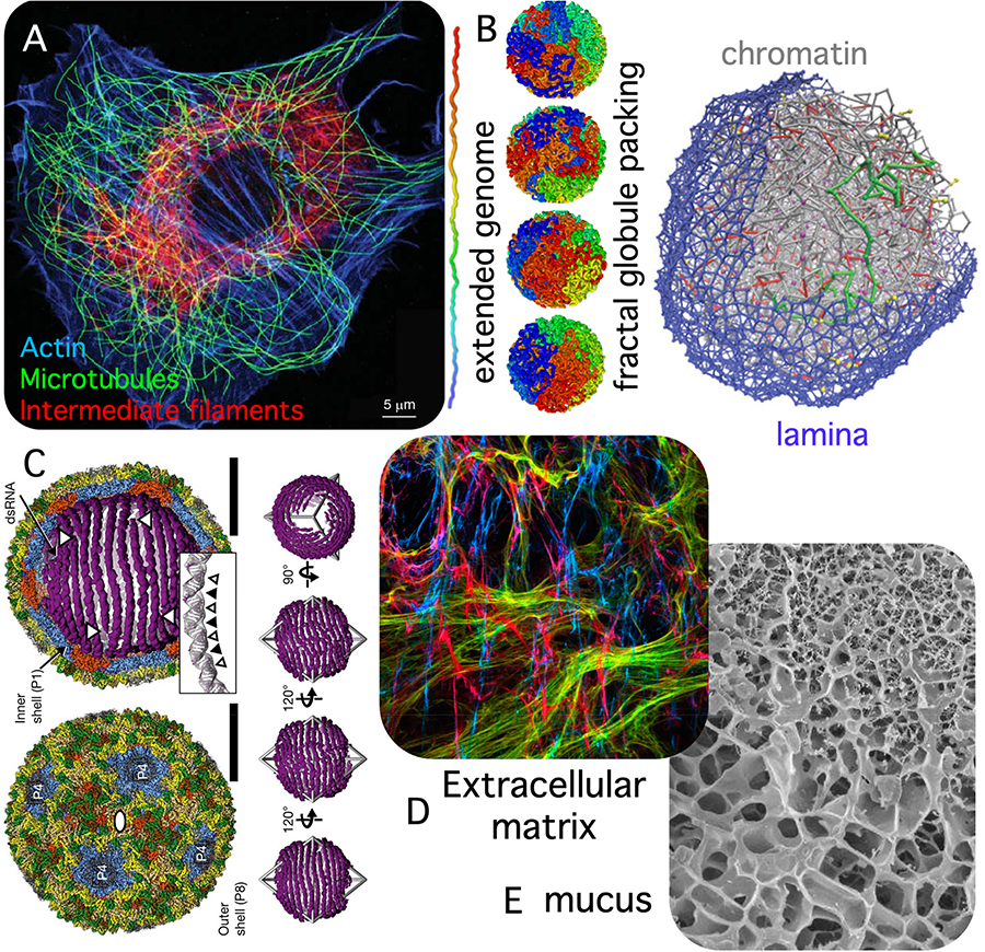 Introduction to biopolymers and their networks Book chapter IOPscience