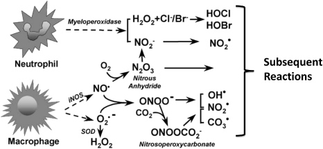 The emerging role of reactive oxygen and nitrogen species in redox ...