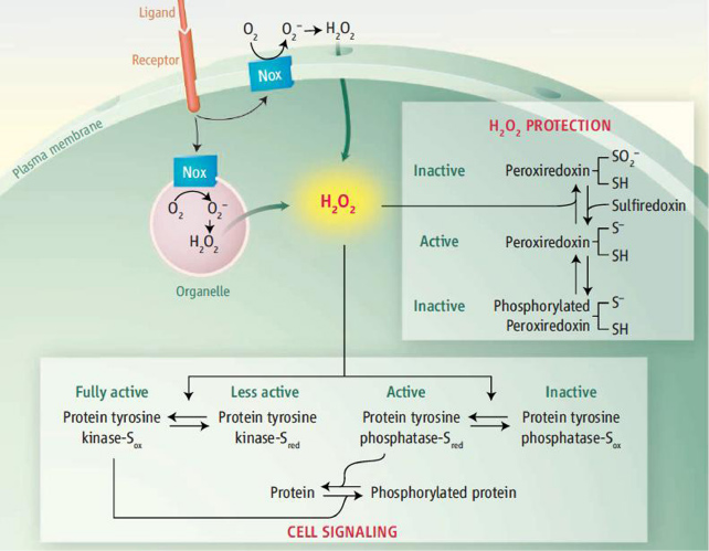 The emerging role of reactive oxygen and nitrogen species in redox ...